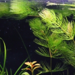 植栽から6日目　マツモ